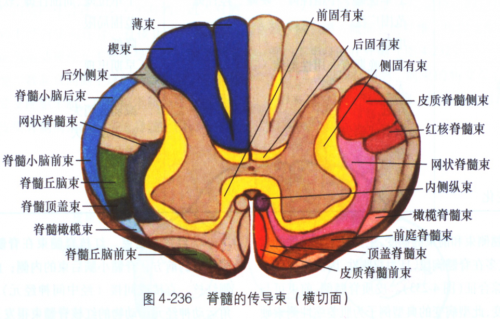 脊髓內(nèi)部結(jié)構(gòu)（灰質(zhì)＋白質(zhì)）